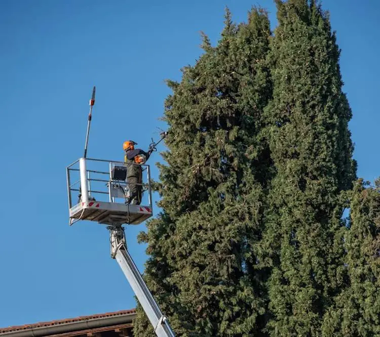 Crane Tree Removals Service in Birmingham Al