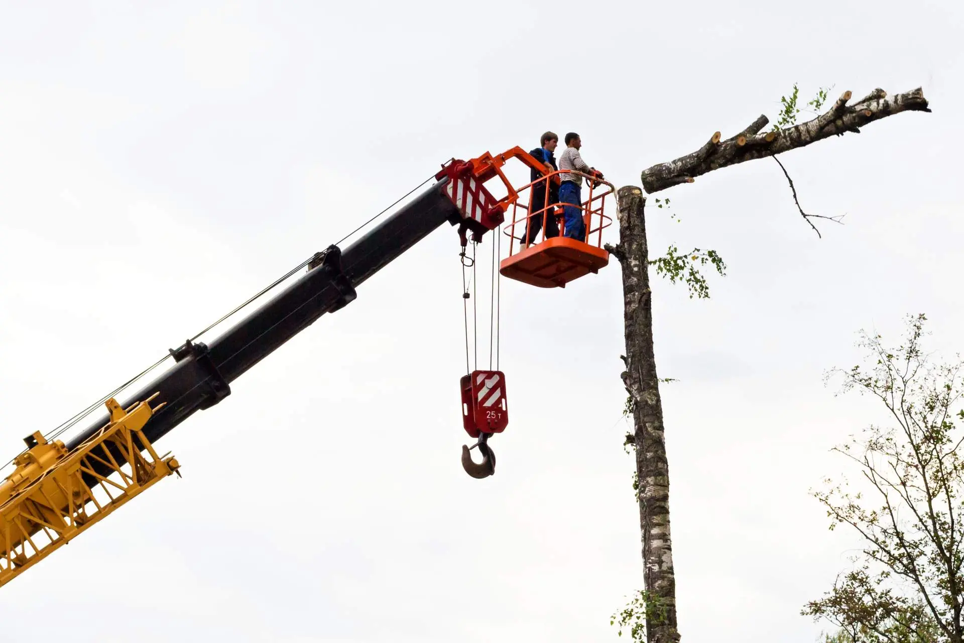 Crane Tree Removals Service in Birmingham Al